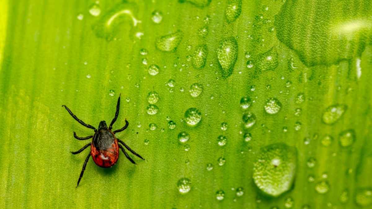 The Importance of Regular Tick Checks: A Practical Checklist